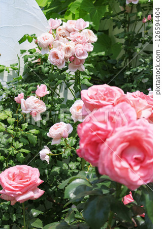 Reoma Flower World: Rose garden in full bloom 126594404