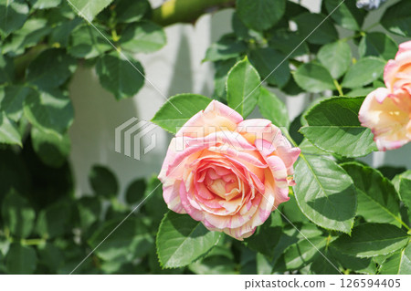 Reoma Flower World: Rose garden in full bloom Reoma Flower World: Rose garden in full bloom 126594405