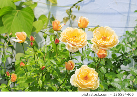 Reoma Flower World: Rose garden in full bloom Reoma Flower World: Rose garden in full bloom 126594406