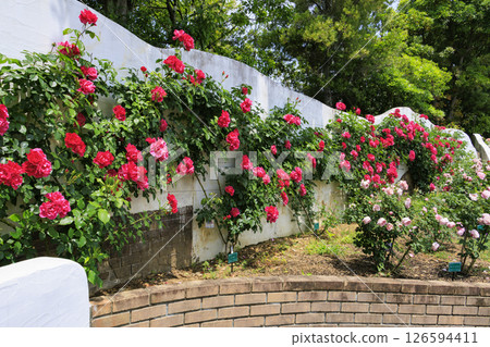 Reoma Flower World: Rose garden in full bloom Reoma Flower World: Rose garden in full bloom 126594411