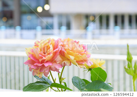 Reoma Flower World: Rose garden in full bloom Reoma Flower World: Rose garden in full bloom 126594412