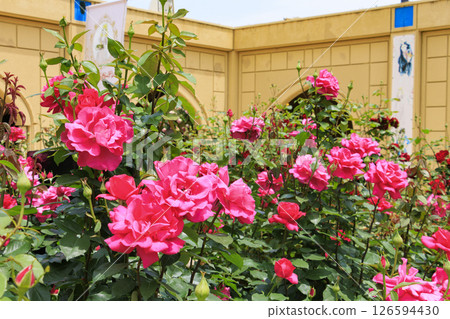 Reoma Flower World: Rose garden in full bloom 126594430