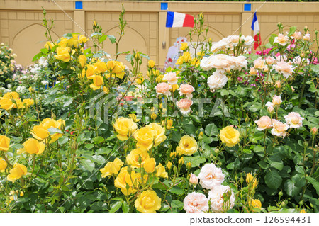 Reoma Flower World: Rose garden in full bloom Reoma Flower World: Rose garden in full bloom 126594431
