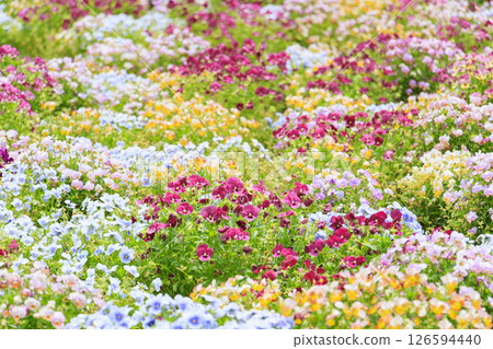 Reoma Flower World: Rose garden in full bloom Reoma Flower World: Rose garden in full bloom 126594440