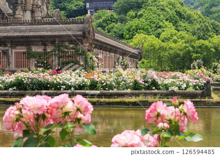 雷歐瑪花卉世界：盛開的玫瑰園 126594485