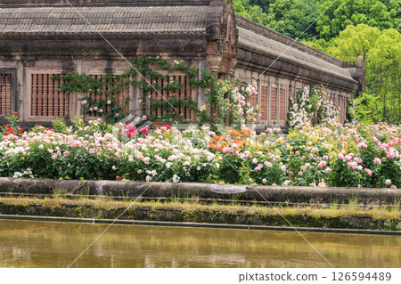 Reoma Flower World: Rose garden in full bloom 126594489