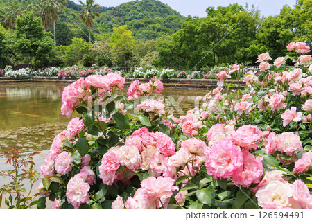 Reoma Flower World: Rose garden in full bloom Reoma Flower World: Rose garden in full bloom 126594491