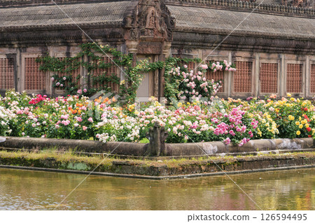 Reoma Flower World: Rose garden in full bloom Reoma Flower World: Rose garden in full bloom 126594495