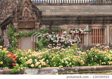 Reoma Flower World: Rose garden in full bloom Reoma Flower World: Rose garden in full bloom 126594503