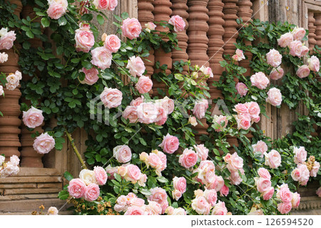 Reoma Flower World: Rose garden in full bloom 126594520