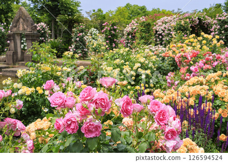 Reoma Flower World: Rose garden in full bloom 126594524