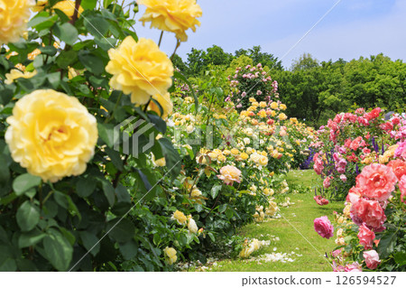 Reoma Flower World: Rose garden in full bloom Reoma Flower World: Rose garden in full bloom 126594527