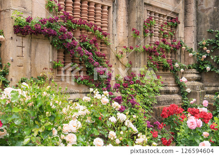 Reoma Flower World: Rose garden in full bloom Reoma Flower World: Rose garden in full bloom 126594604