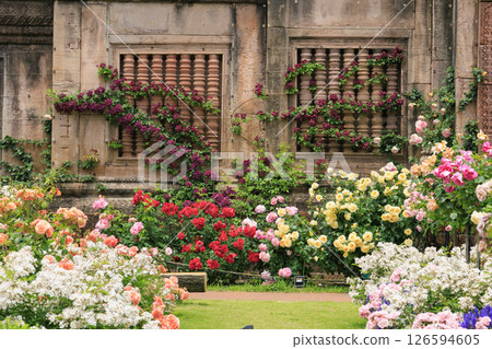 Reoma Flower World: Rose garden in full bloom Reoma Flower World: Rose garden in full bloom 126594605