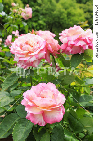 Reoma Flower World: Rose garden in full bloom 126594614