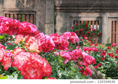 Reoma Flower World: Rose garden in full bloom Reoma Flower World: Rose garden in full bloom 126594636