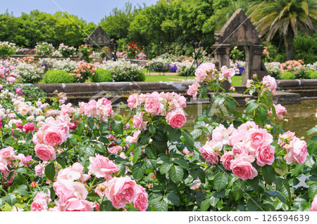 Reoma Flower World: Rose garden in full bloom Reoma Flower World: Rose garden in full bloom 126594639
