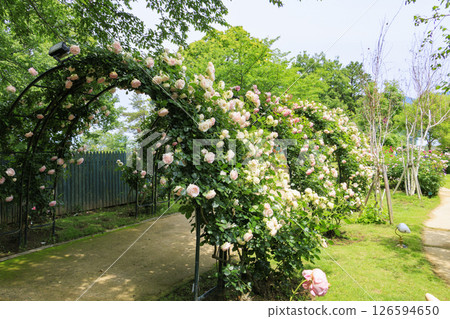 Reoma Flower World: Rose garden in full bloom Reoma Flower World: Rose garden in full bloom 126594650