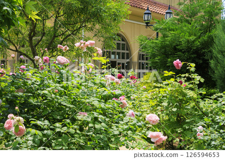 Reoma Flower World: Rose garden in full bloom Reoma Flower World: Rose garden in full bloom 126594653