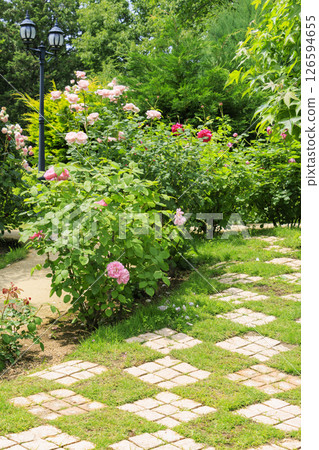 Reoma Flower World: Rose garden in full bloom Reoma Flower World: Rose garden in full bloom 126594655