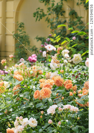 Reoma Flower World: Rose garden in full bloom Reoma Flower World: Rose garden in full bloom 126594656