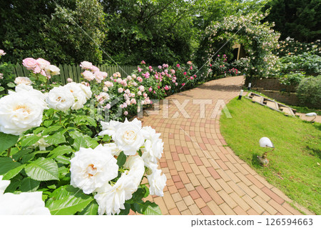 雷歐瑪花卉世界：盛開的玫瑰園 126594663