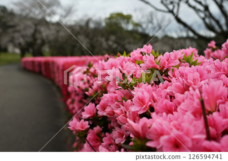 Azalea in full bloom Azalea in full bloom 126594741