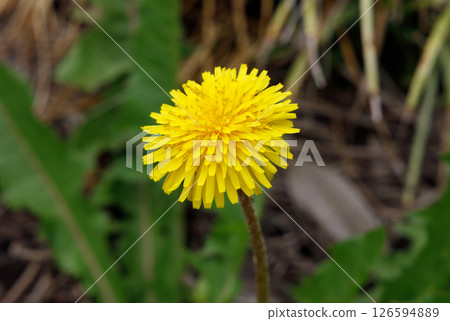 Dandelion blooming in the field Dandelion blooming in the field 126594889