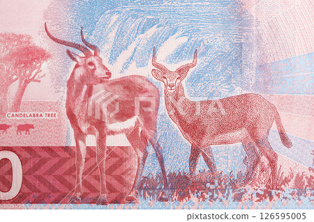Two standing antelope from Zambian money 126595005