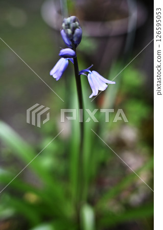 Beautiful blue Scilla campanulata flowers 126595053