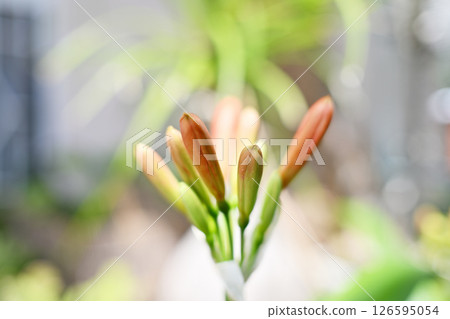 美麗的孤挺花芽 126595054