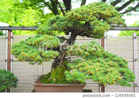 Beautiful pine bonsai in Japanese culture 126595081
