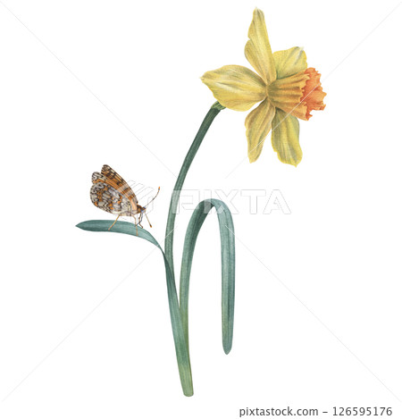 Daffodil flower in yellow color with green leaves and butterfly. Hand drawn watercolor floral Illustration on isolated background. Botanical drawing for wedding, anniversary or birthday invitations. Daffodil flower in yellow color with green leaves and butterfly. Hand drawn watercolor floral Illustration on isolated background. Botanical drawing for wedding, anniversary or birthday invitations. 126595176