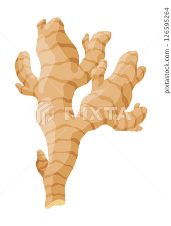 Ginger root. Aromatic herbal spice. Food ingredient, natural herb plant, whole. Fresh and raw vegetable in cartoon flat style. Vector illustration isolated on white background Ginger root. Aromatic herbal spice. Food ingredient, natural herb plant, whole. Fresh and raw vegetable in cartoon flat style. Vector illustration isolated on white background 126595264