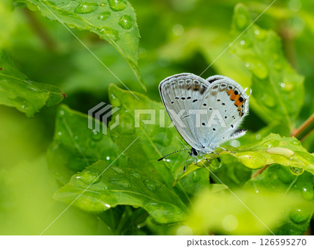 A lycaenid butterfly resting on a leaf after the rain 126595270