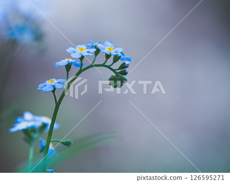 The gentleness of forget-me-nots blooming in silence 126595271