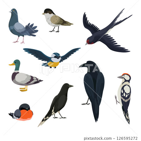 City bird, icons set. European colorful birds, winged animal characters. Birds in different poses isolated on white background. Vector illustration isolated on white background 126595272