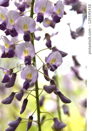 White wisteria flower Ryujin no Fuji White wisteria flower Ryujin no Fuji 126595438
