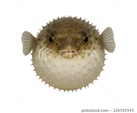 Frontal close-up of a pufferfish 126595545
