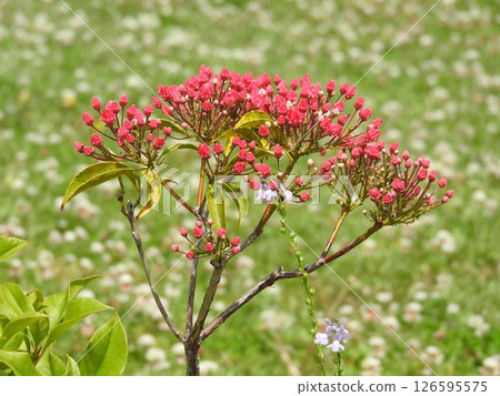 The red buds of the Kalmia (American rhododendron) are reminiscent of Apollo Chocolate The red buds of the Kalmia (American rhododendron) are reminiscent of Apollo Chocolate 126595575