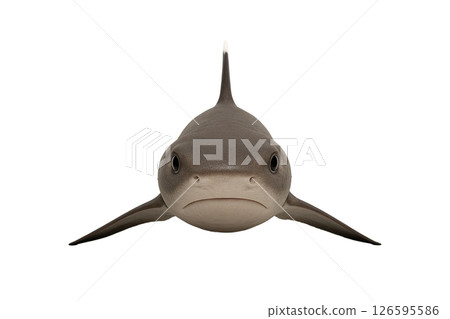 白鰭礁鯊前線 126595586