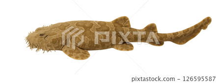 沃比貢側身 126595587