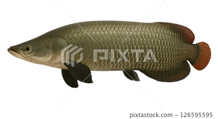 巨骨舌魚側身全身 126595595