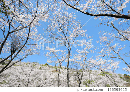 Beautiful Hanadate Park with Yoshino cherry blossoms in bloom 126595625