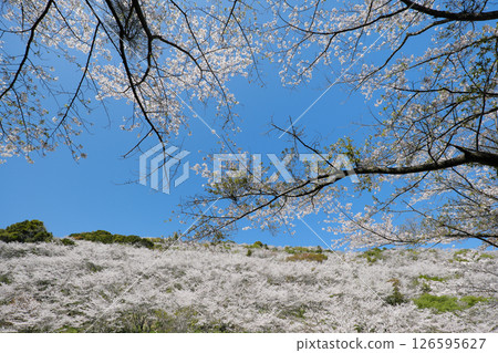 山巒被染成粉紅色的花館公園景色 126595627