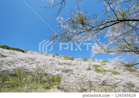 Hanadate Park with cherry blossoms in full bloom 126595629