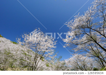 Cherry blossoms in full bloom and Hanadate Park Cherry blossoms in full bloom and Hanadate Park 126595634