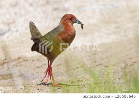A small crake catches its prey A small crake catches its prey 126595646