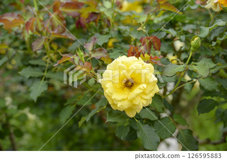 Yellow roses Yellow rose flowers May image Yellow roses Yellow rose flowers May image 126595883