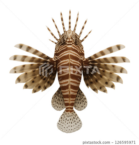 獅子魚標本照(上) 獅子魚標本照(上) 126595971